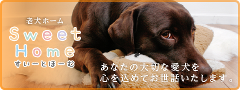 老犬ホーム Sweet Home -すいーとほーむ- あなたの大切な愛犬を心を込めてお世話いたします。